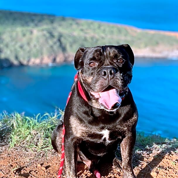 Photo of Odin