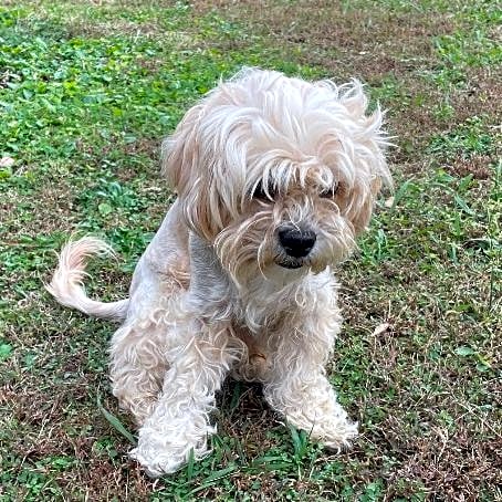 Photo of Louie