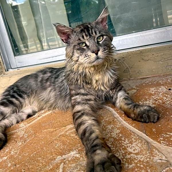 Photo of Persi