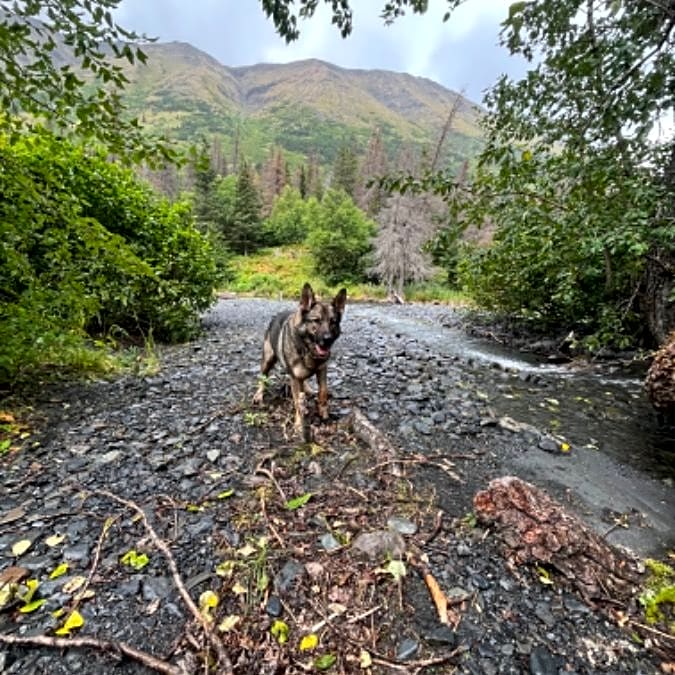 Photo of Akela