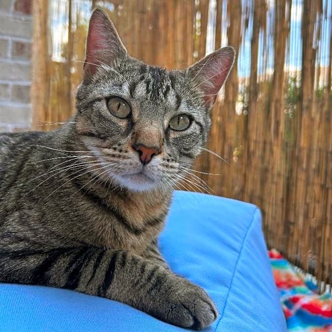 Photo of Bagel