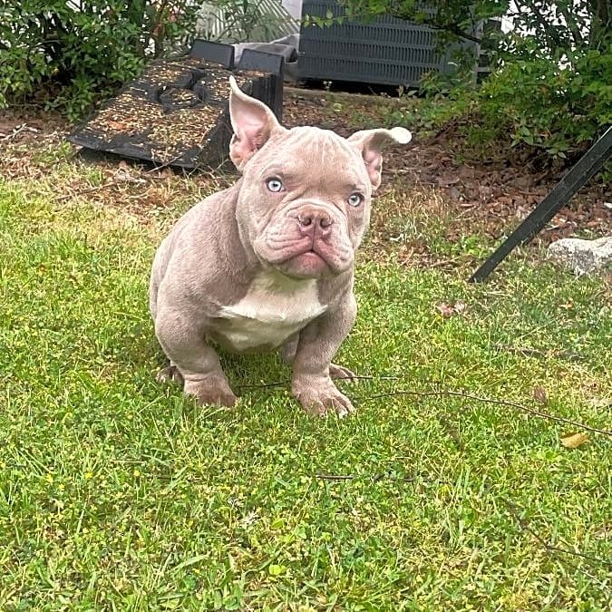 Photo of Forgiato Maxx