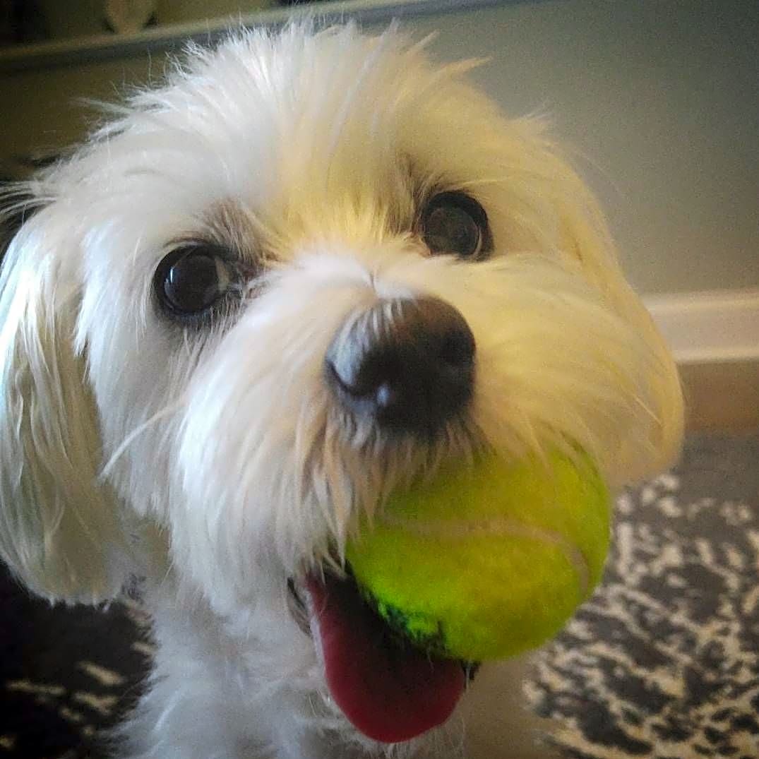 Photo of Boomer