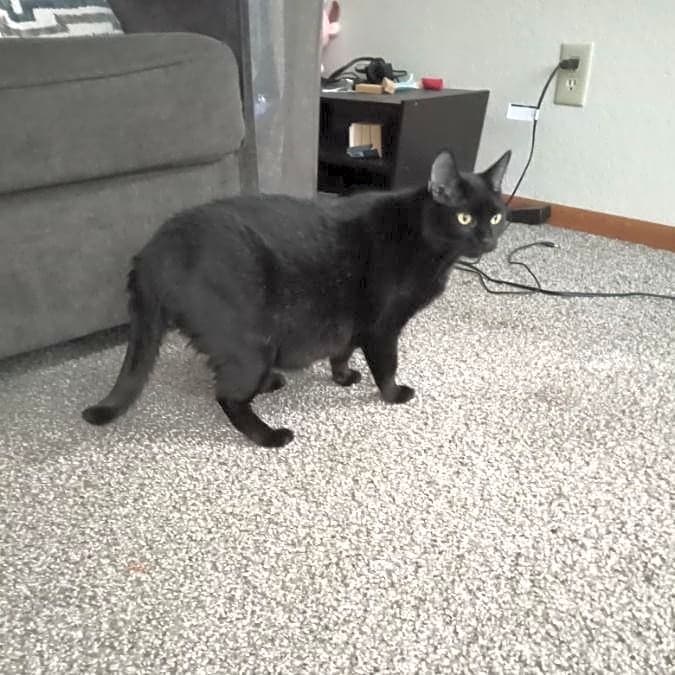 Photo of Jynx