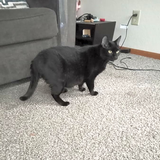 Photo of Jynx