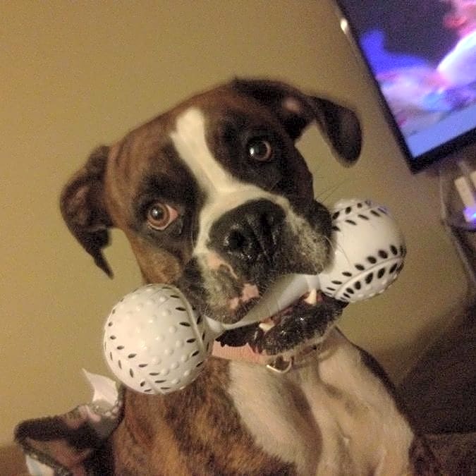 Photo of Bella
