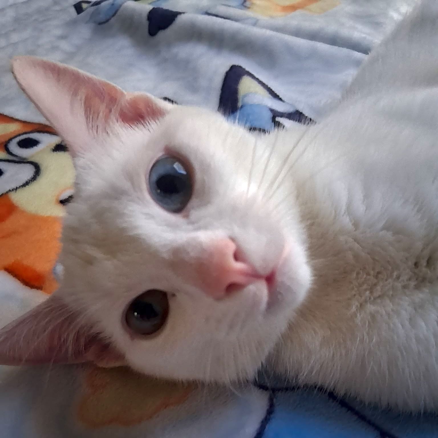 Photo of Gojo