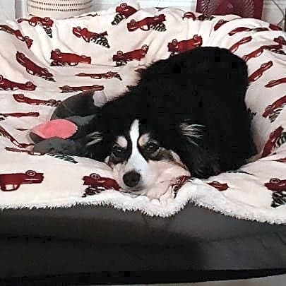 Photo of Bailey