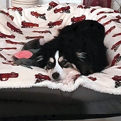 Photo of Bailey
