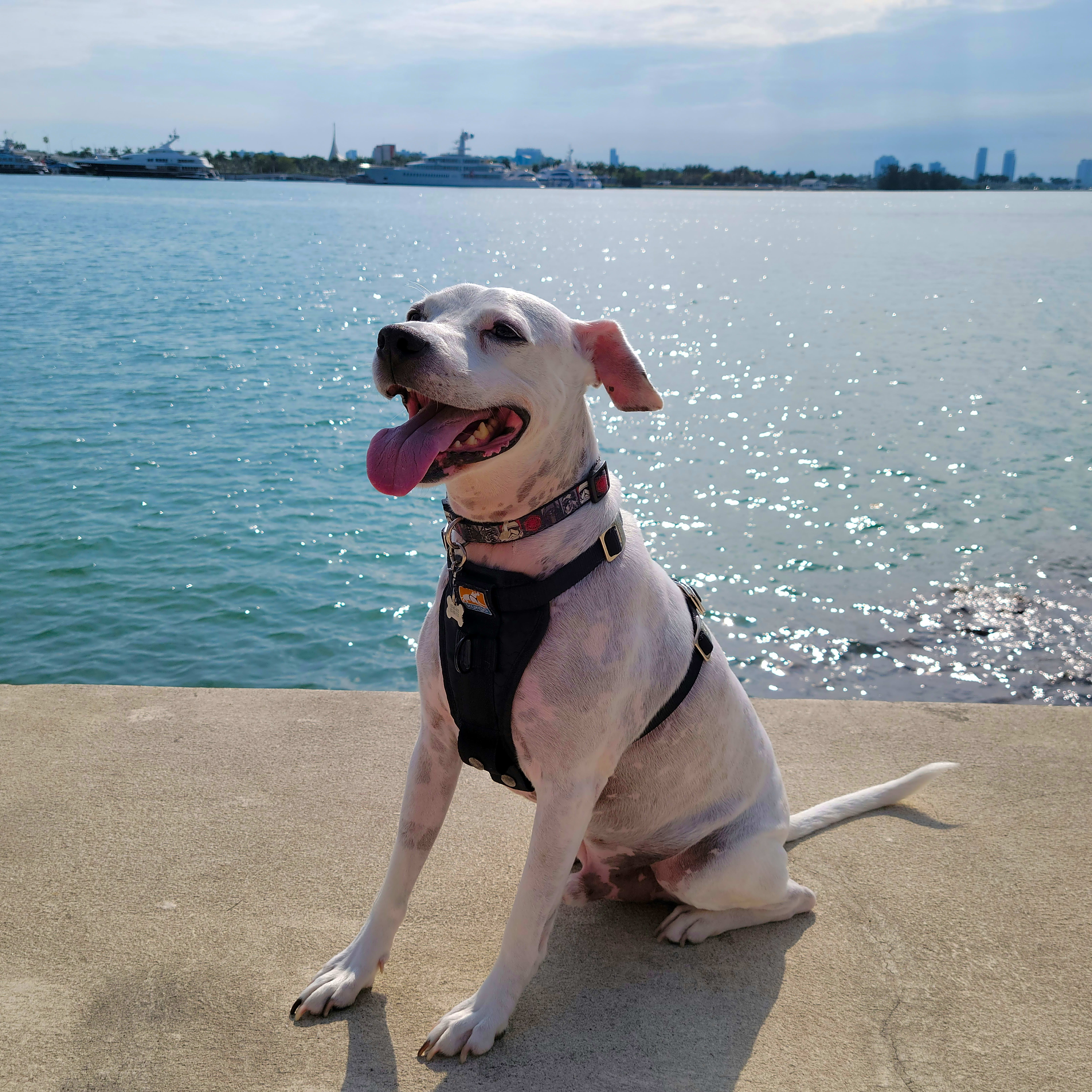 Photo of Rocco