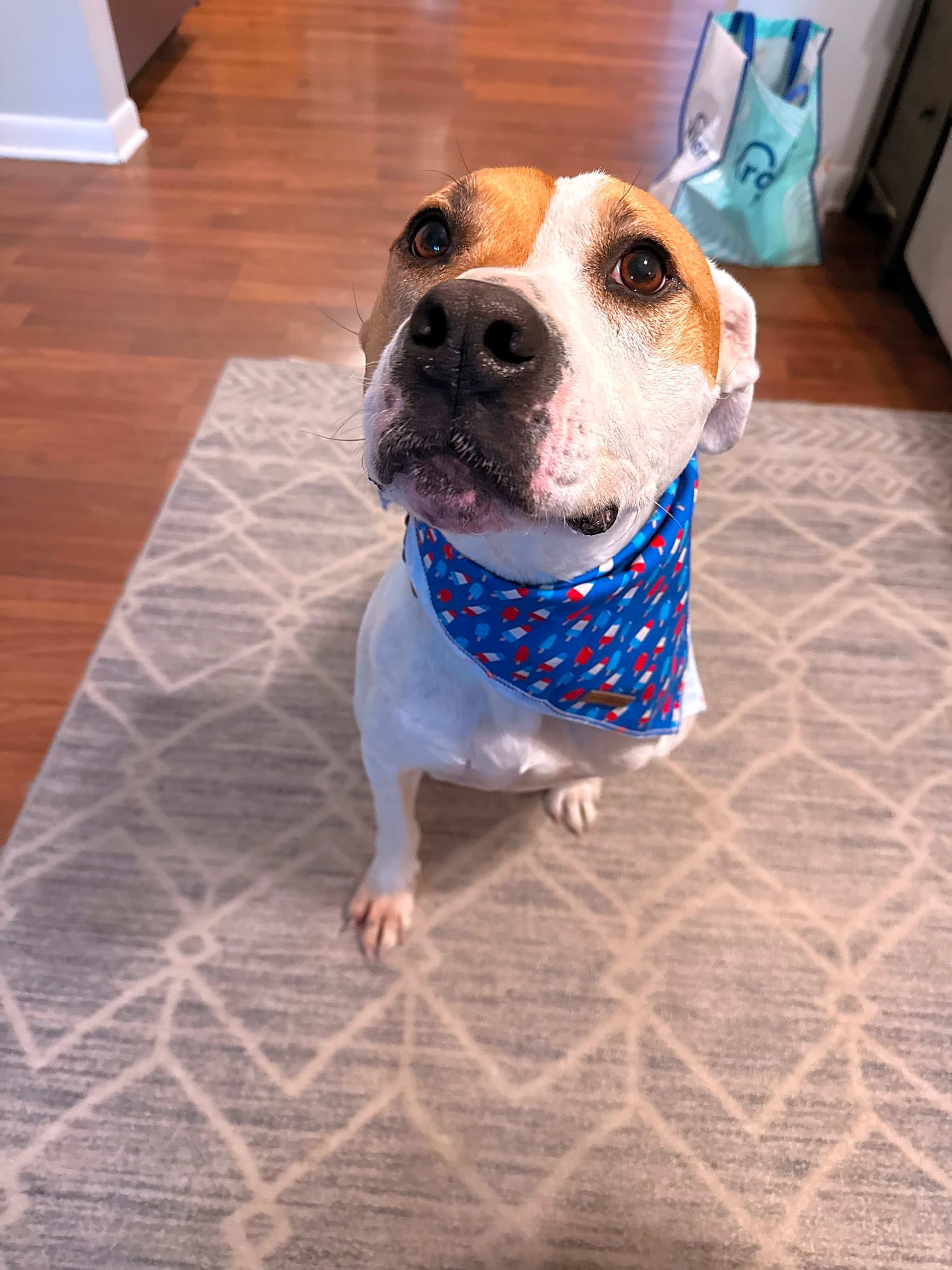 Photo of Pup