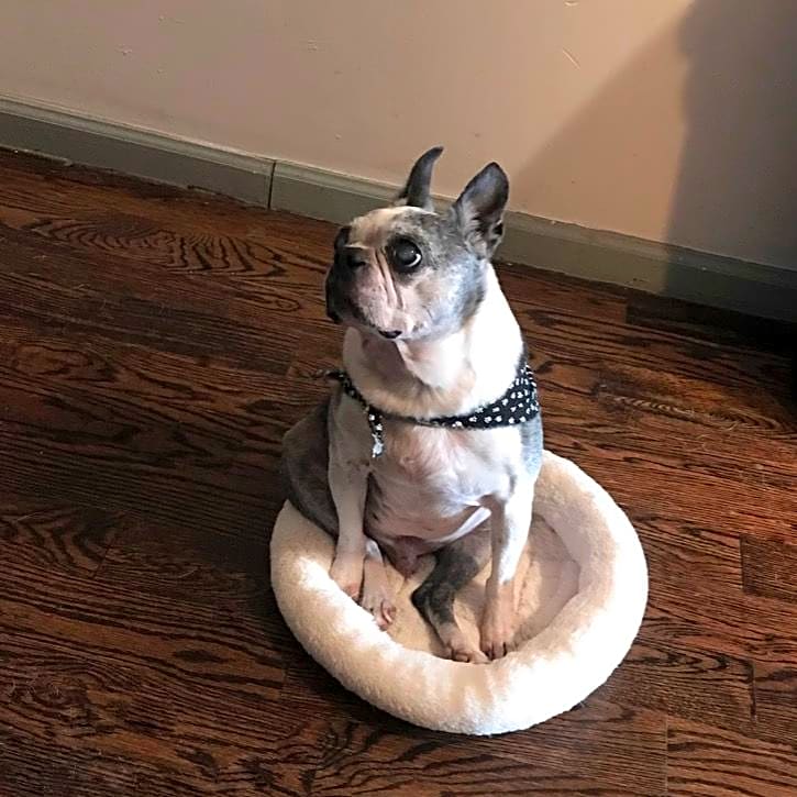 Photo of Bugsy