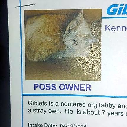 Photo of Giblet