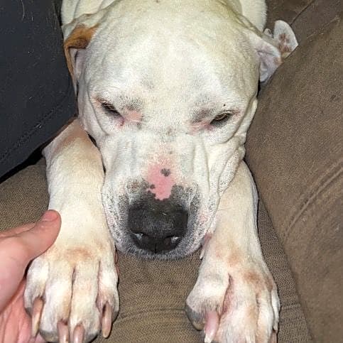 Photo of Diesel