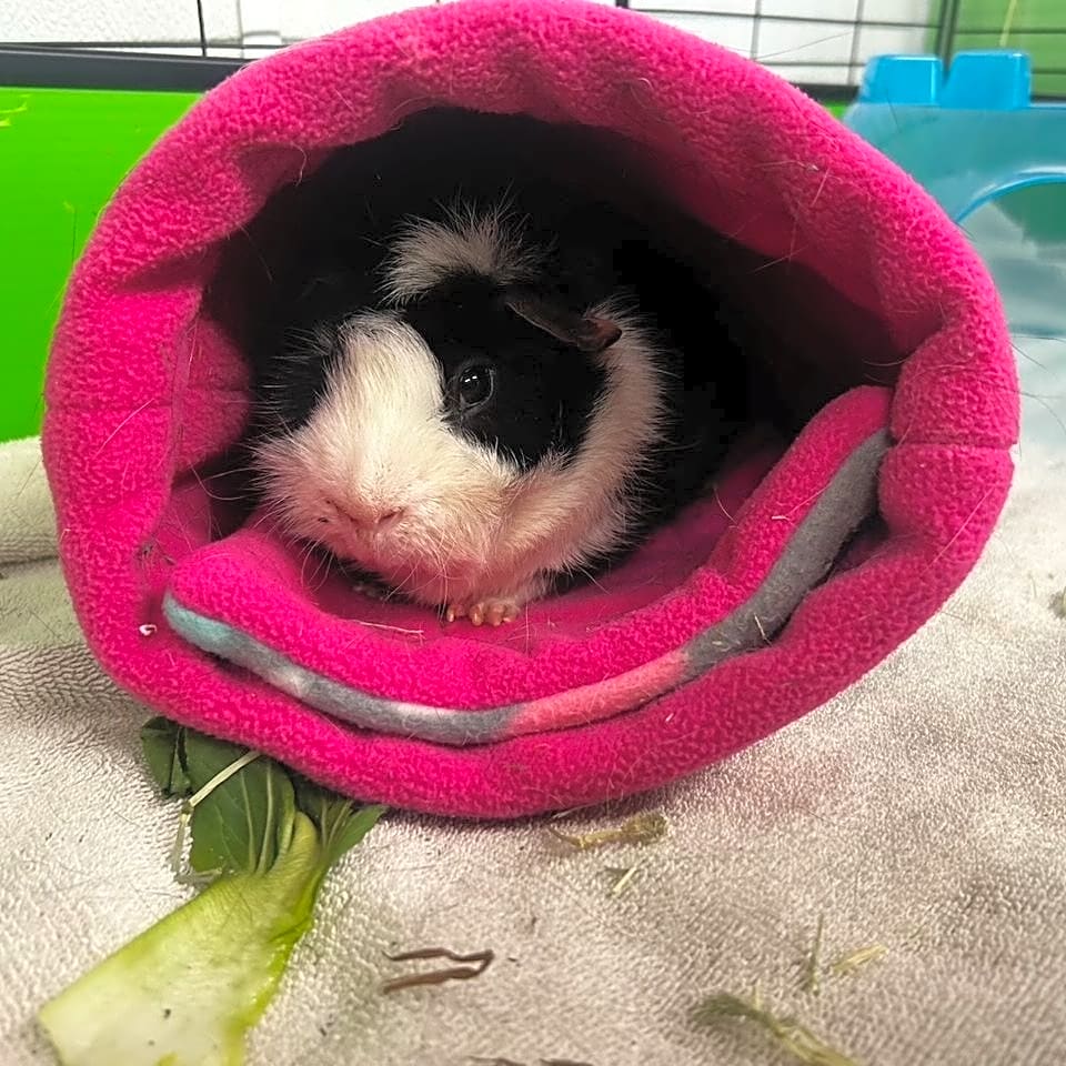 Photo of Rocky