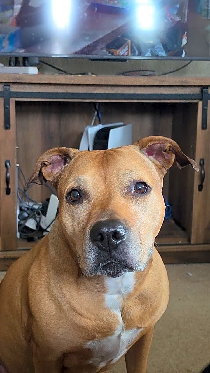Photo of Nova