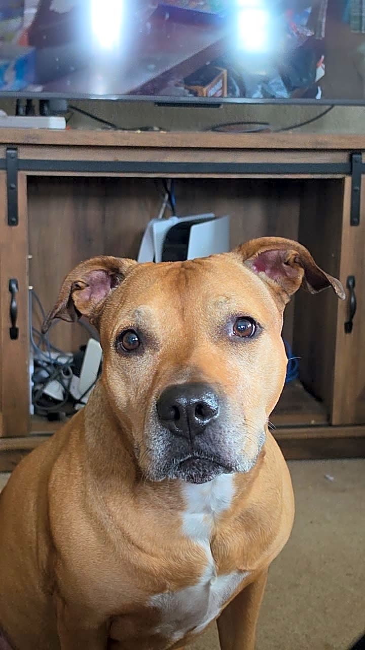 Photo of Nova