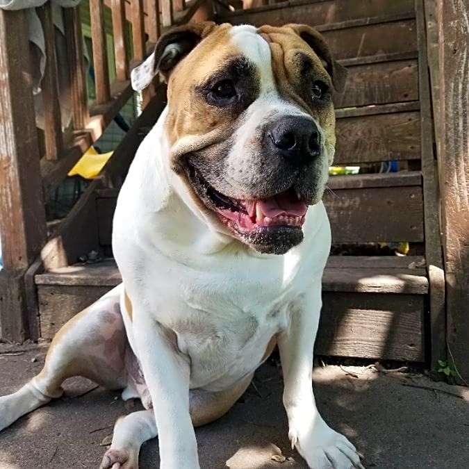 Photo of Bubba
