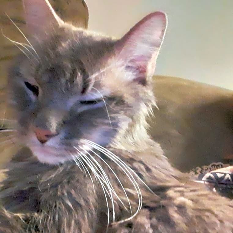 Photo of Cheesyburger