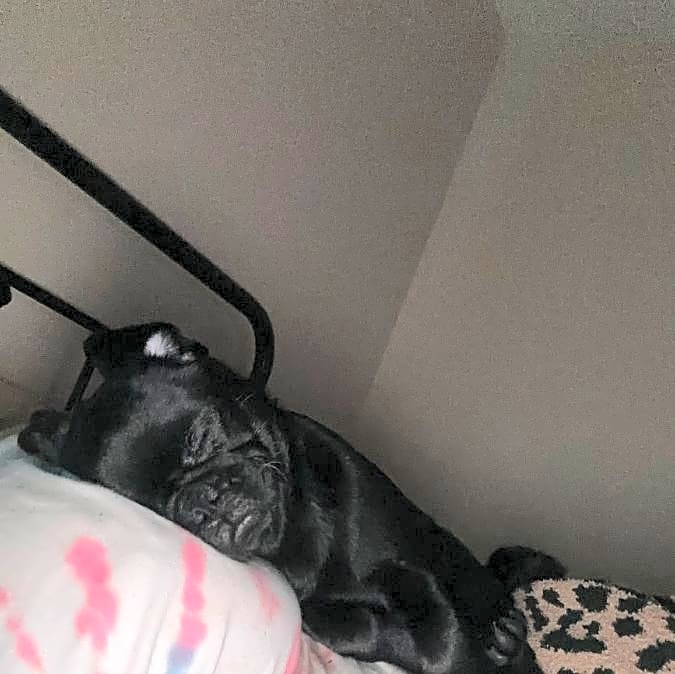 Photo of Luna