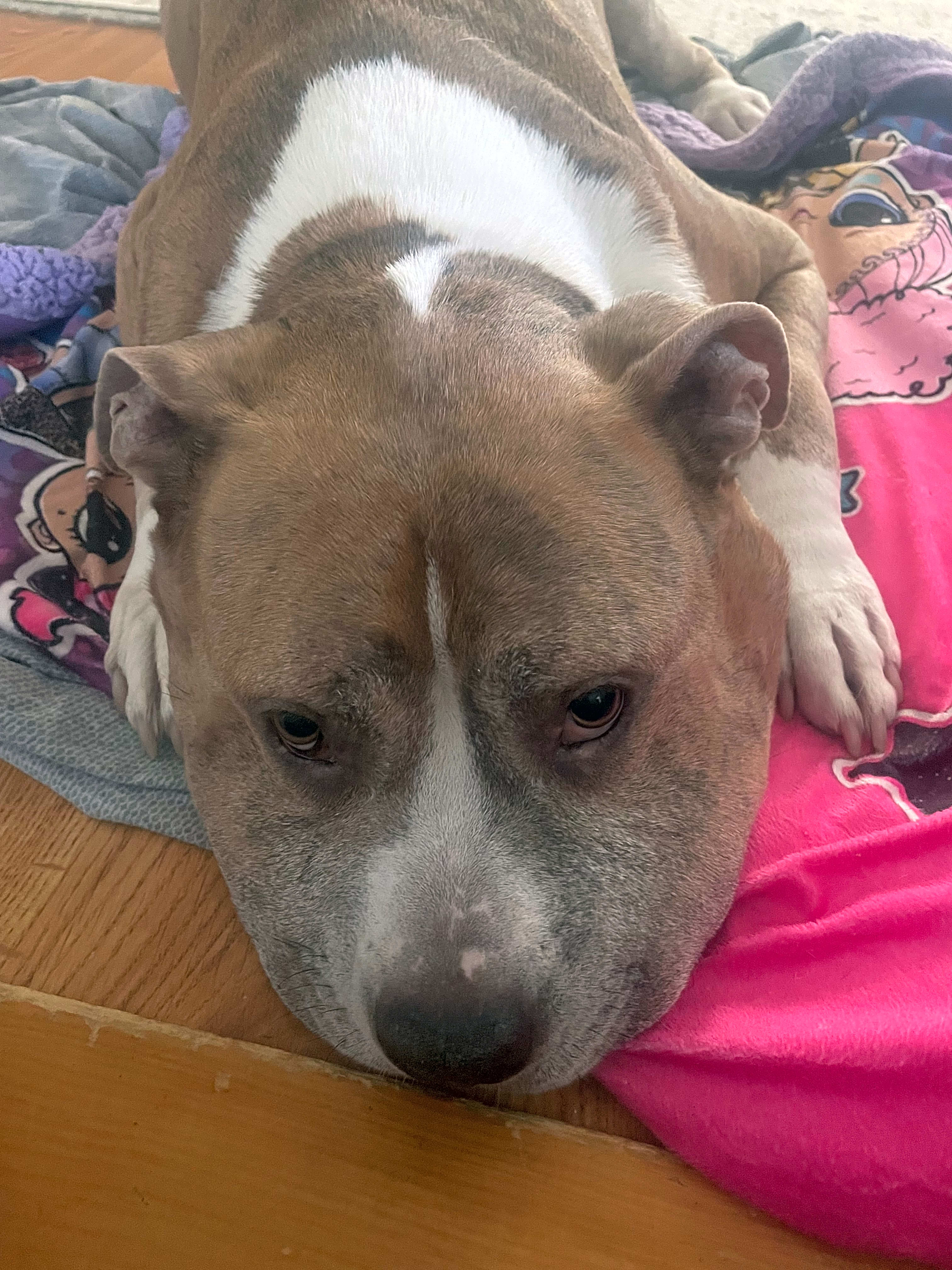 Photo of Ryder