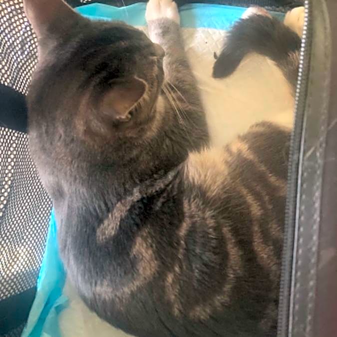 Photo of Lizzie