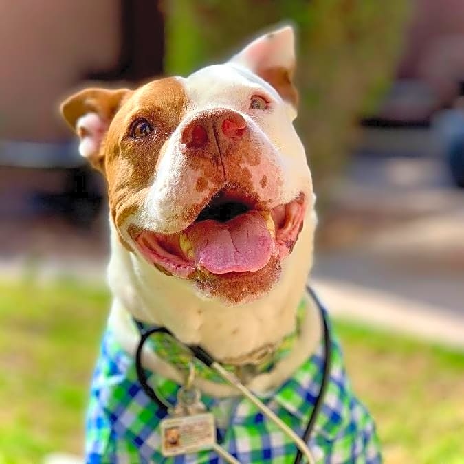 Photo of Harley
