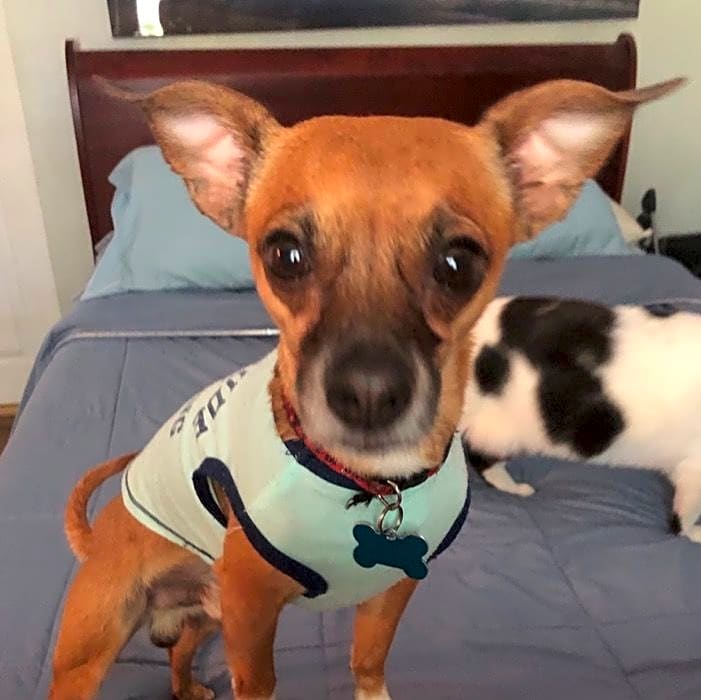 Photo of Petey