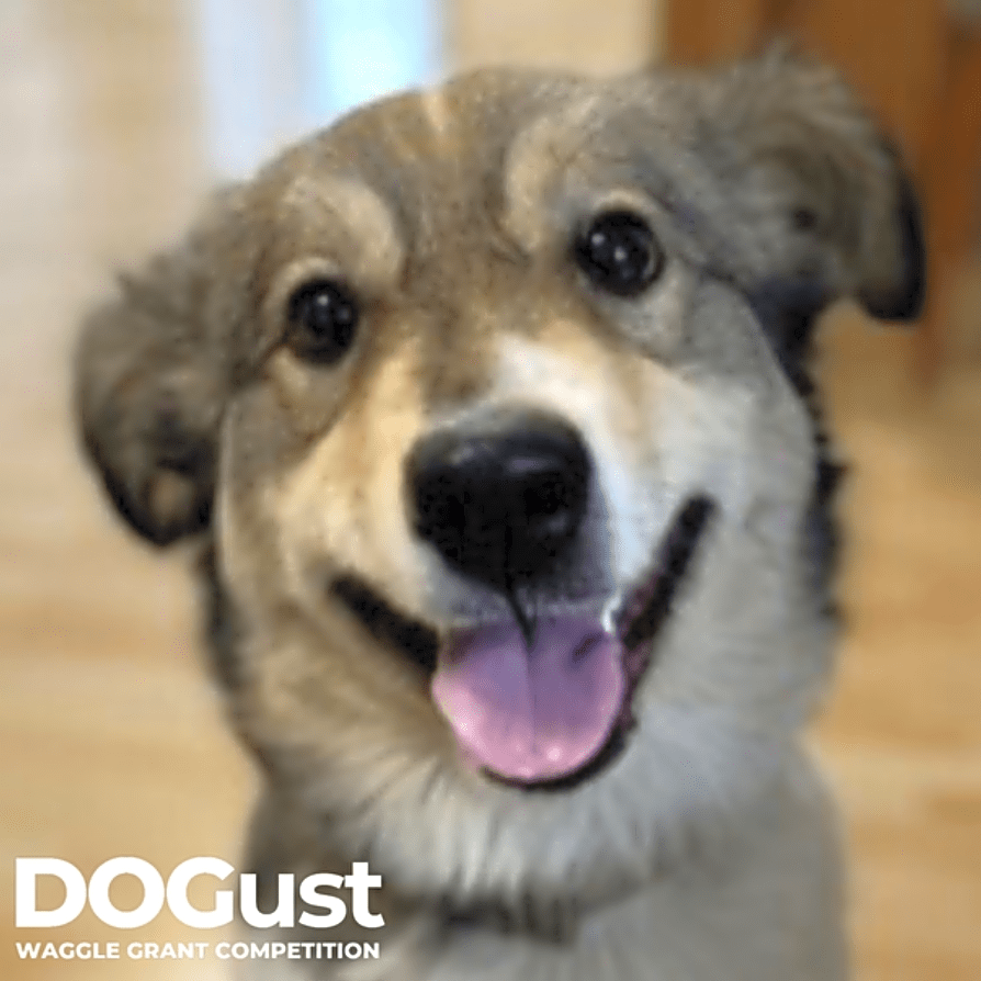 Photo of 🐾 Keeping Families Together: Joyful Pets Rescue’s Stay Together Program 🐾