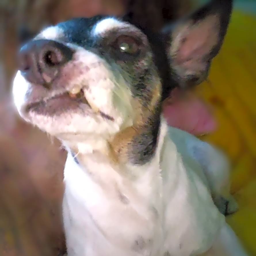 Photo of Bella Mimi