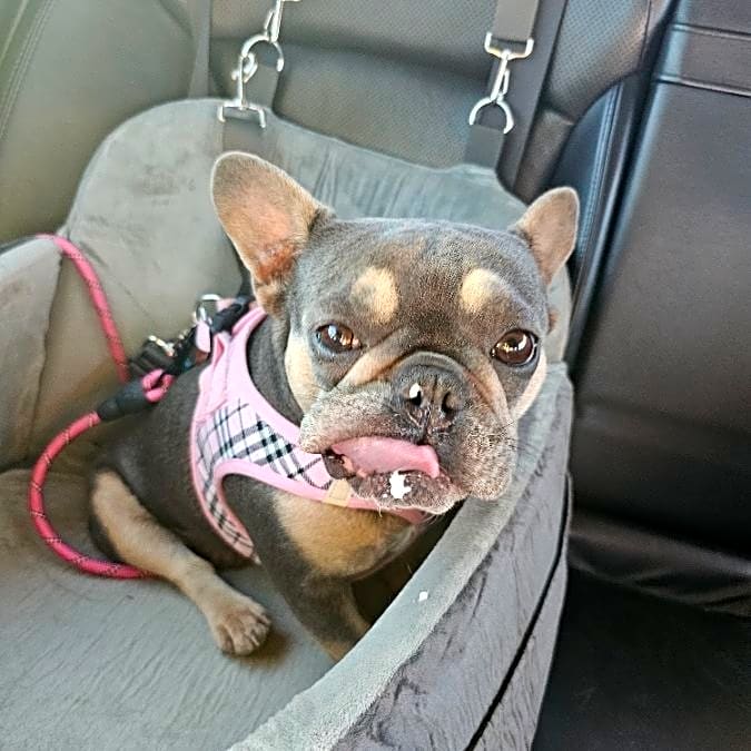 Photo of Waffles