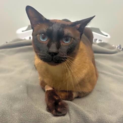 Photo of Tut