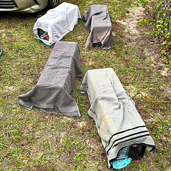 Photo of Feral Cat Spay and Neuter Program