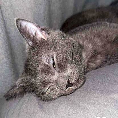 Photo of Smokey