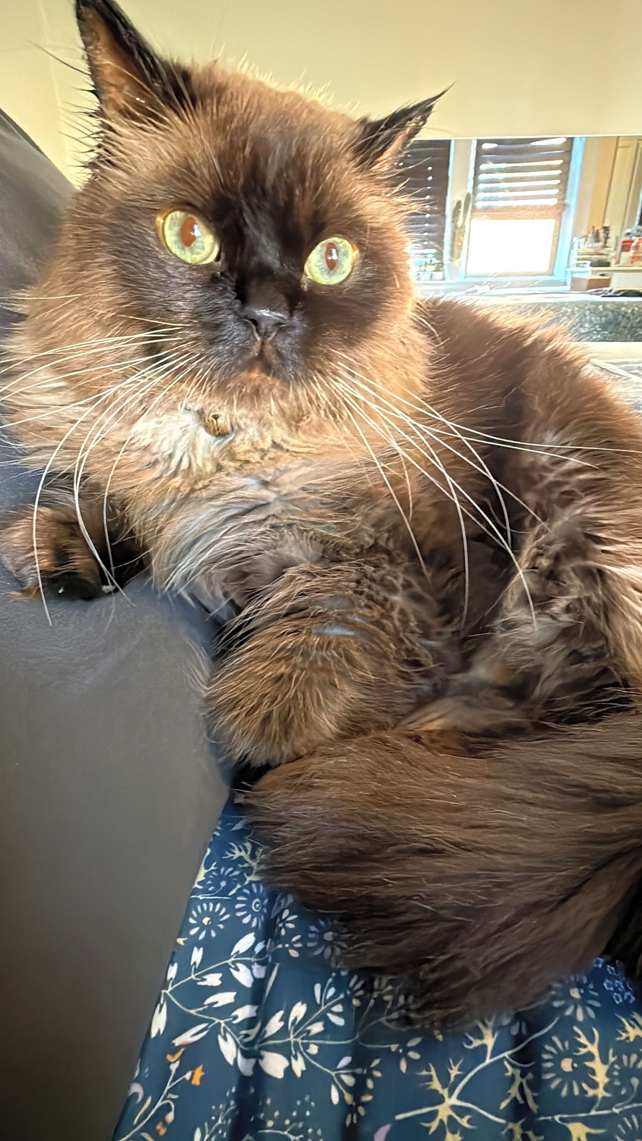 Photo of Rascal
