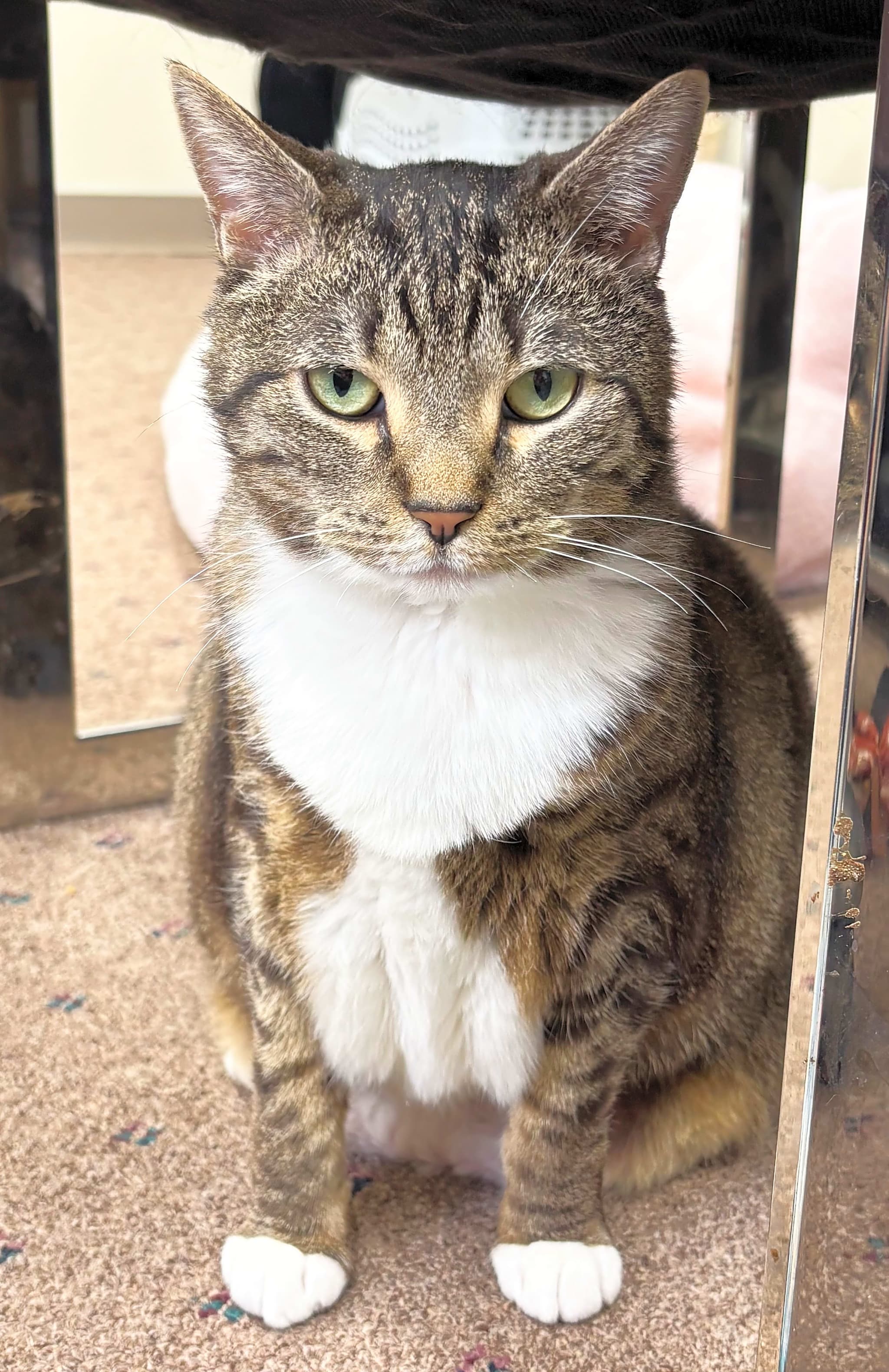 Photo of Callie