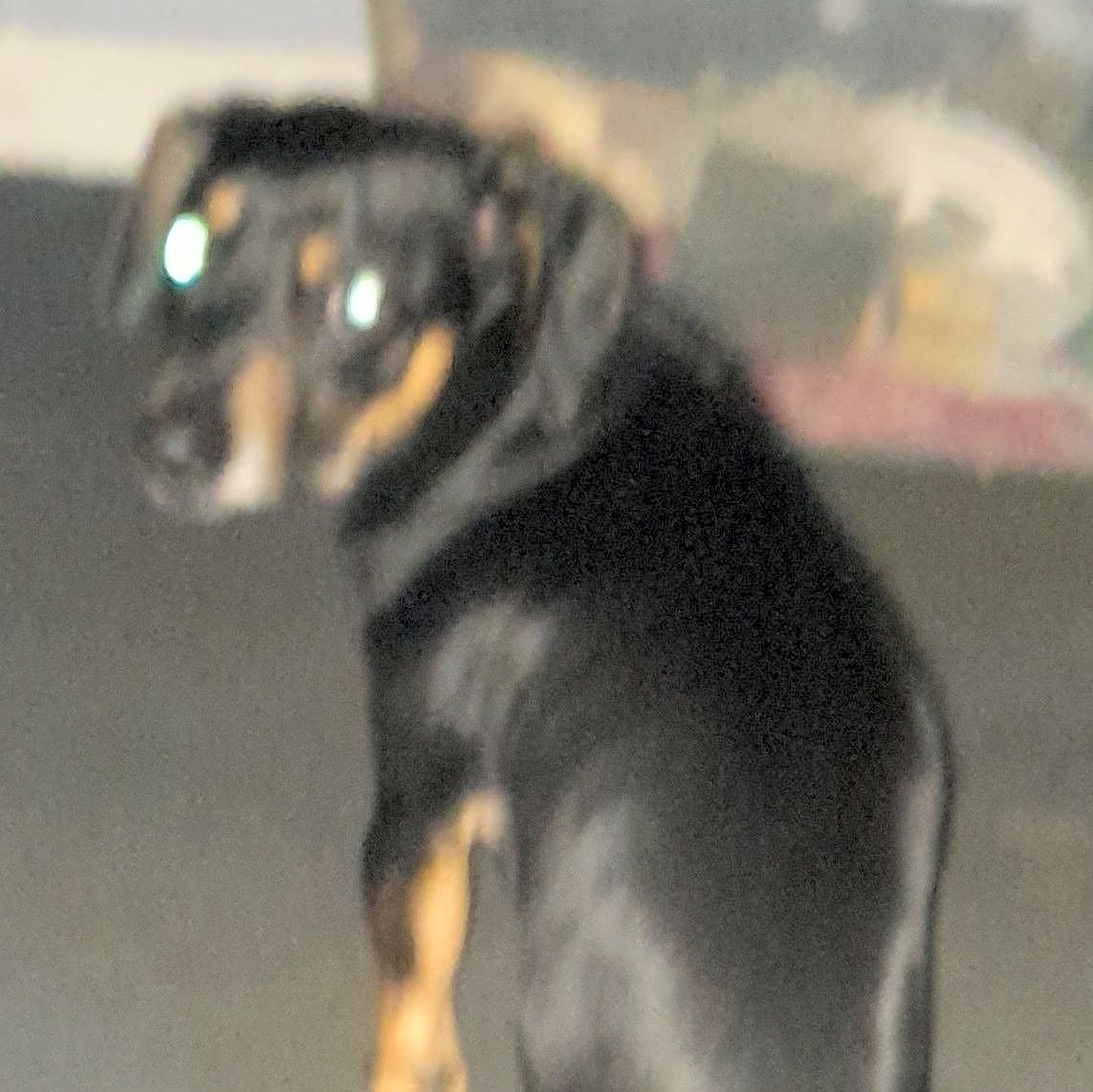 Photo of Venom