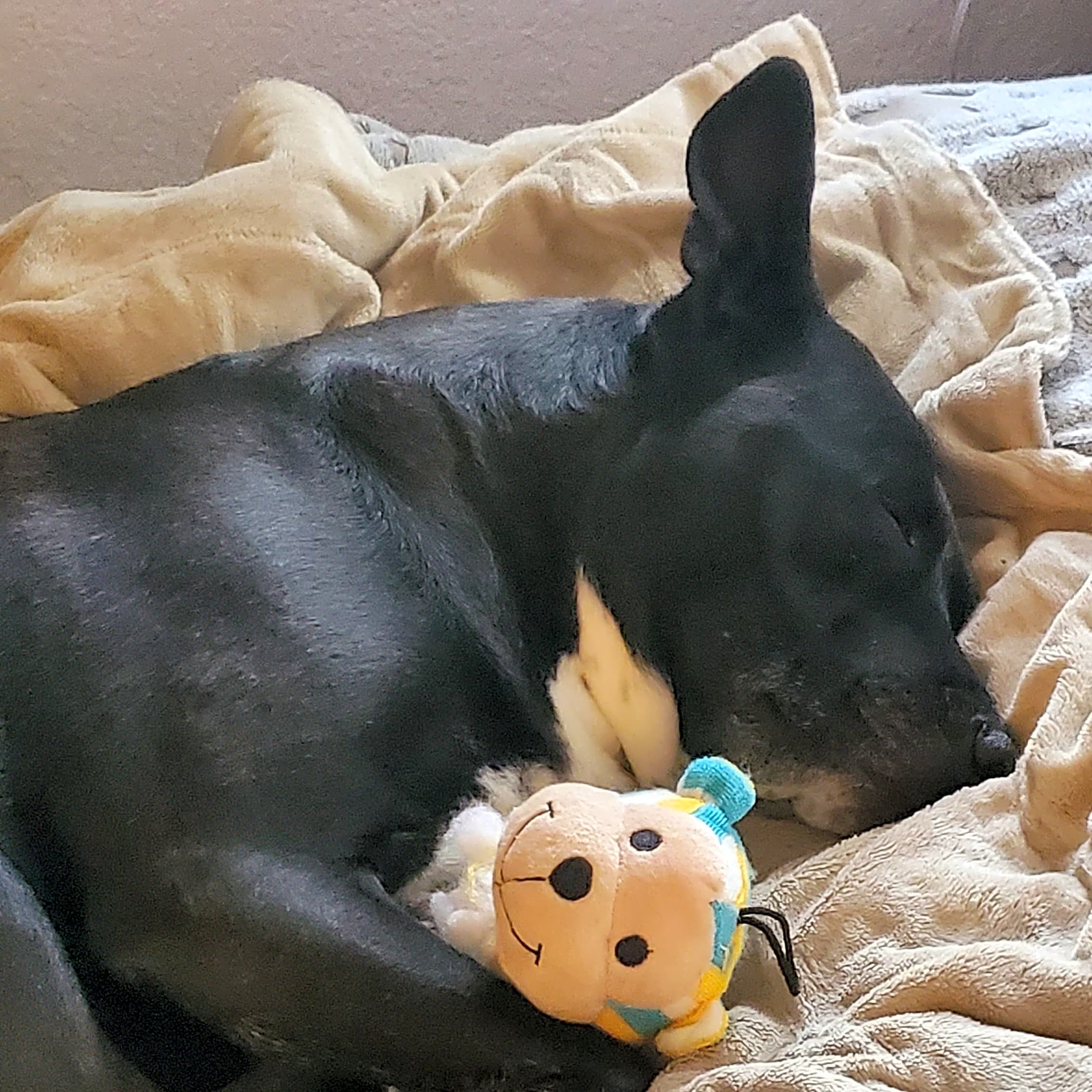 Photo of Lucky