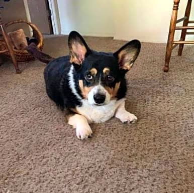 Photo of Rebel