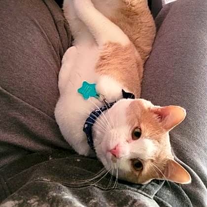 Photo of Nugget