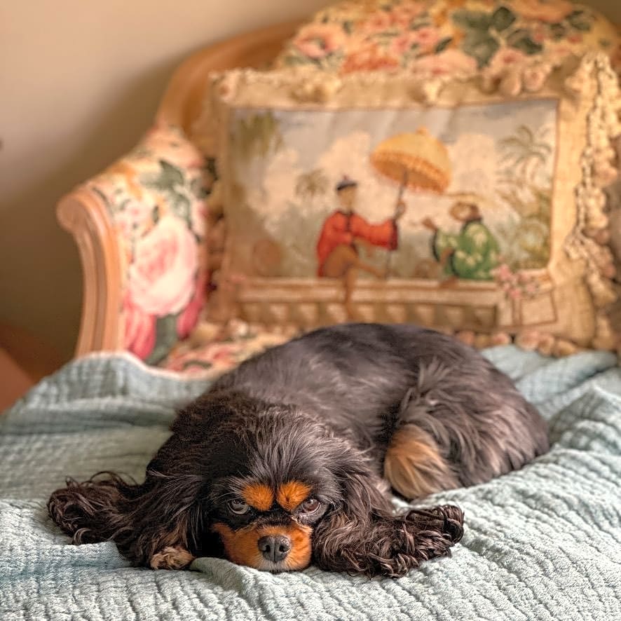 Photo of Lucy