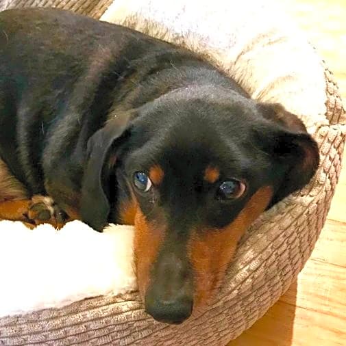 Photo of Toby