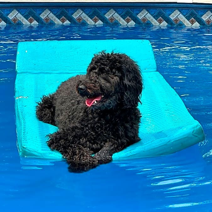 Photo of Sadie