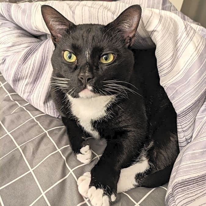 Photo of Pike