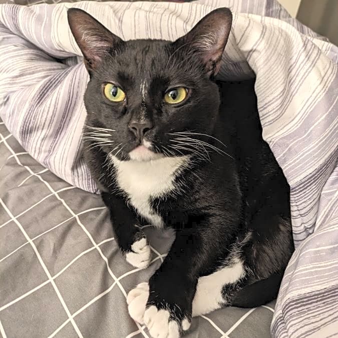 Photo of Pike