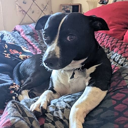 Photo of Loki