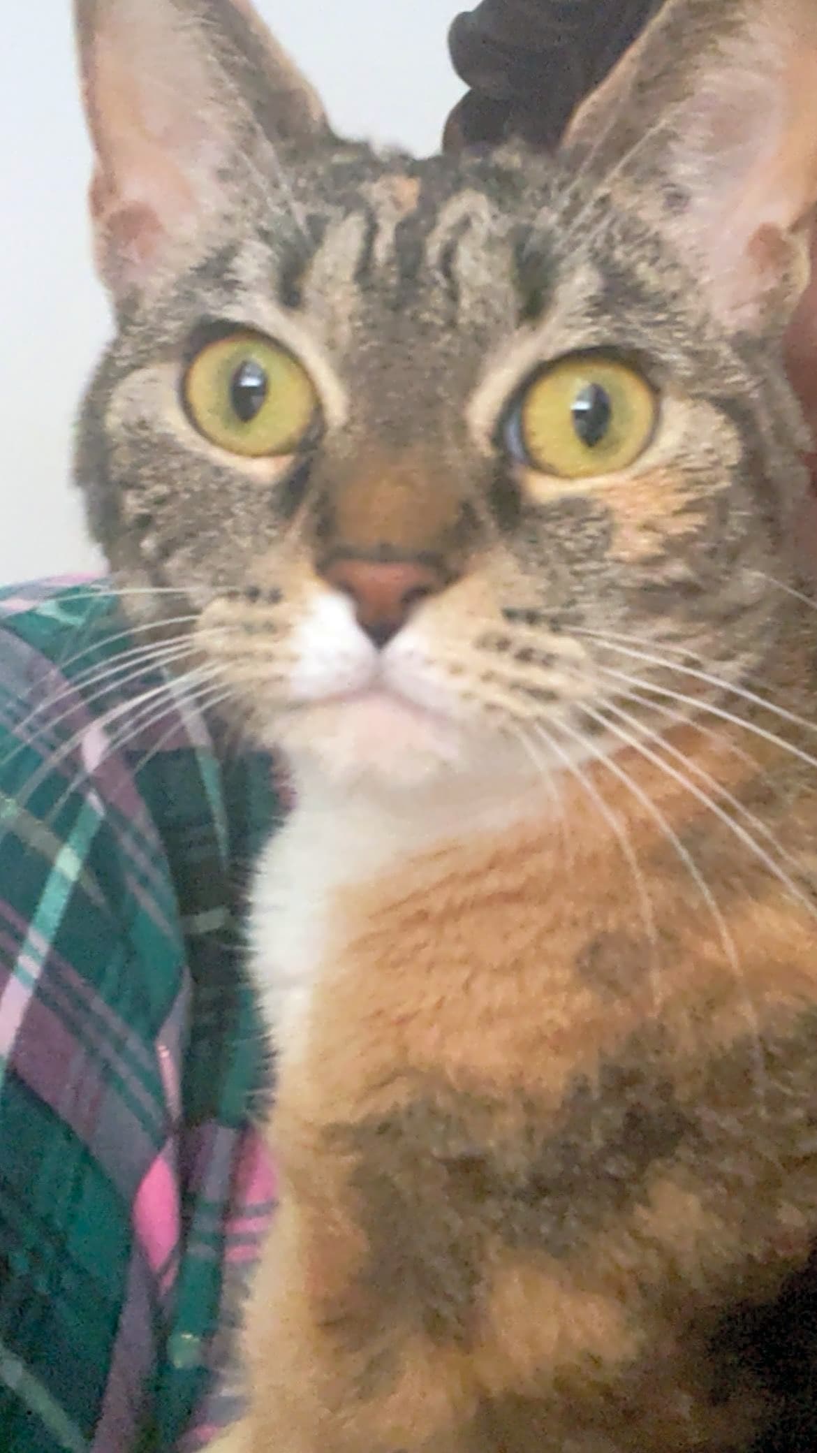 Photo of Pumpkin