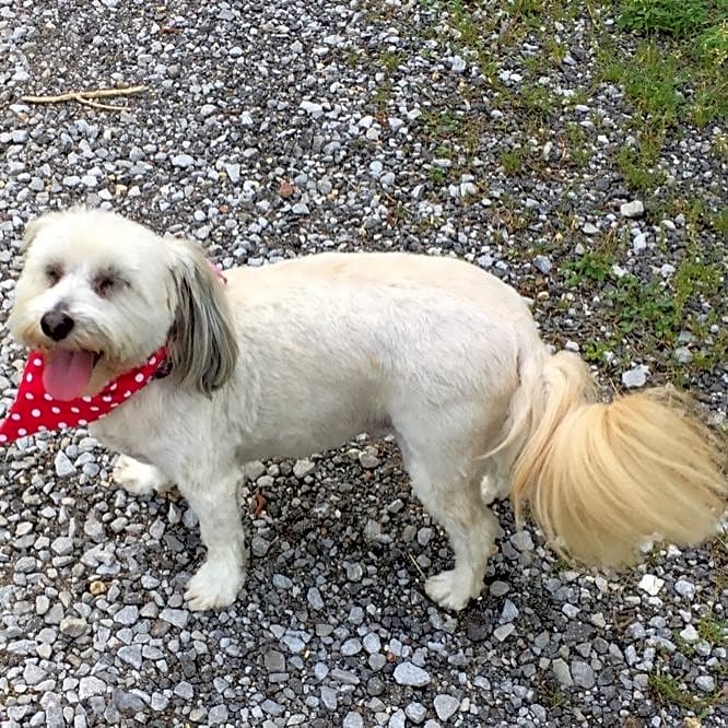 Photo of Lollie