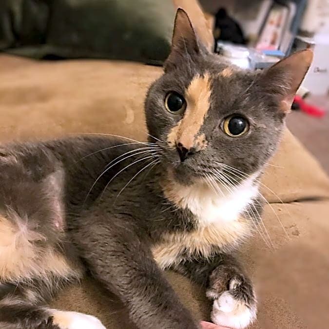 Photo of Little Sophie