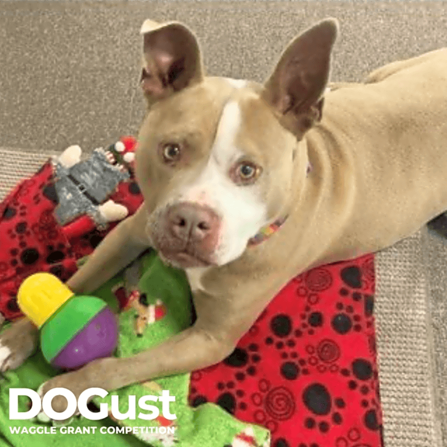 Photo of Duane finally found his forever!